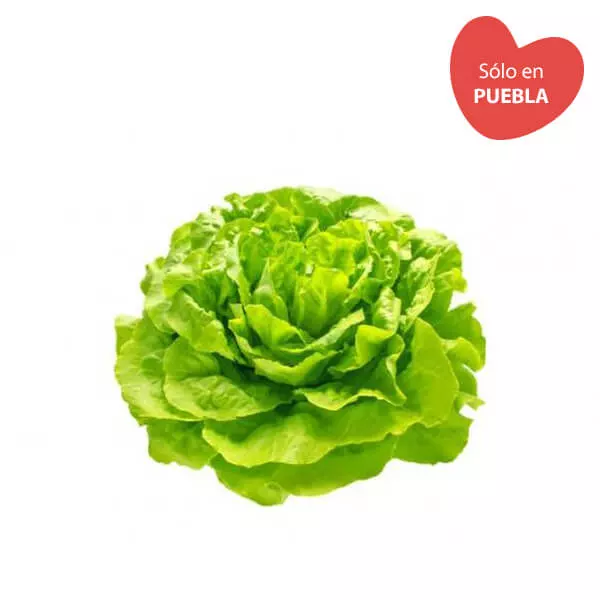 Lechuga Francesa