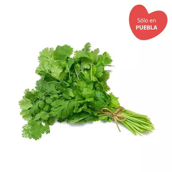 Cilantro