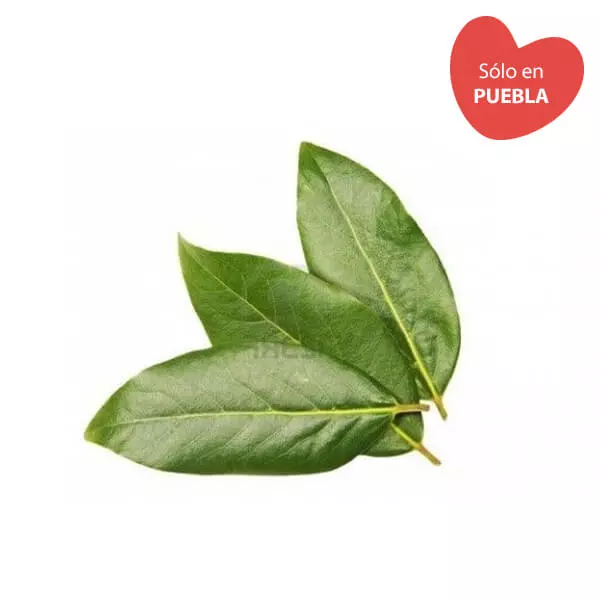 Hoja de Aguacate manojo