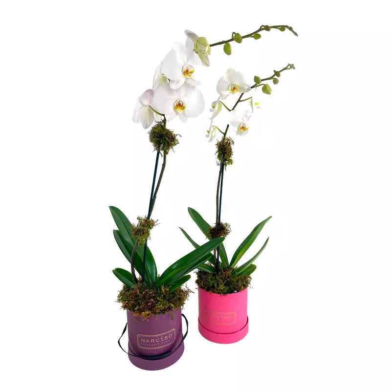 Orquídea