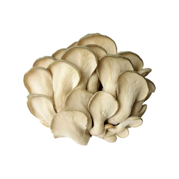 HONGOS SETAS